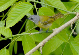 White-shouldered Tanager