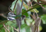 Ecuadorian Piedtail