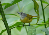 White-shouldered Tanager