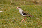 Andean Lapwing