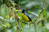 Hooded Mountain-Tanager