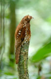 Rufous Potoo