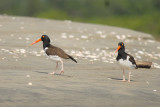 American Oystercatcher