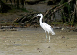 Little Blue Heron