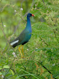 Purple Gallinule