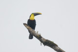 Yellow-throated Toucan (ambiguous)