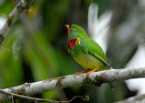 Fiery-throated Fruiteater