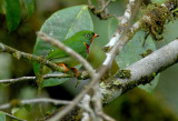 Fiery-throated Fruiteater