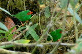 Grass-green Tanager