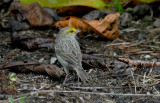 Yellow-browed Sparrow