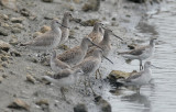 Red Knot