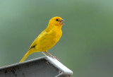 Saffron Finch