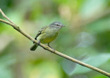 White-fronted Tyrannulet