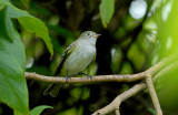 Small-billed Elaenia