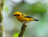 Golden Tanager