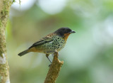 Rufous-throated Tanager