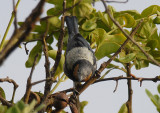 Silver-backed Tanager