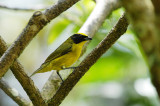 Thick-billed Euphonia