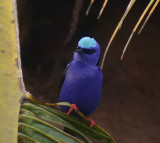 Red-legged Honeycreeper