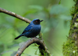 Masked Flowerpiercer