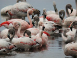 Chilean Flamingo