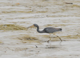 Tricolored Heron