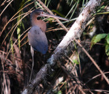 Agami Heron