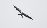 Swallow-tailed Kite