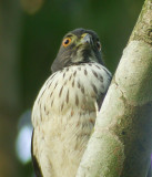 Double-toothed Kite