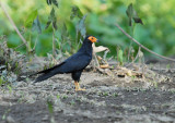 Black Caracara