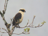 Laughing Falcon