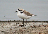 Waders-Plovers and Lapwings
