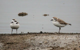 Snowy Plovers