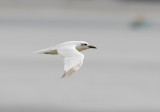 Gull-billed Tern3