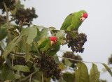 Red-masked Parakeet