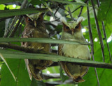 Crested Owl