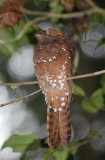 Rufous Potoo