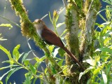 Squirrel Cuckoo