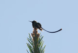 Black-tailed Trainbearer