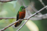 Chestnut-breasted Coronet