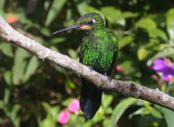 Green-crowned Brilliant