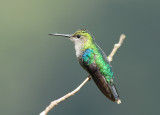 Green-crowned Woodnymph