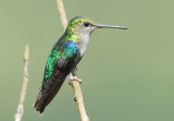 Green-crowned Woodnymph