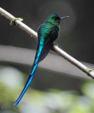 Long-tailed Sylph