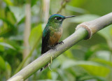 Long-tailed Sylph