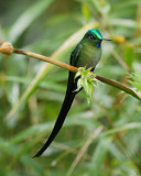 Long-tailed Sylph