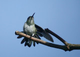 Many-spotted Hummingbird