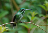 Purple-bibbed Whitetip