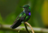 Purple-chested Hummingbird