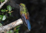 Rainbow-bearded Thornbill